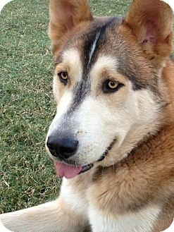 Alaskan Malamute/Husky Mix Dog for Sale in Phoenix, Arizona - Hank Alaskan Malamute/Husky Mix Dog for Sale in Phoenix, Arizona - Hank