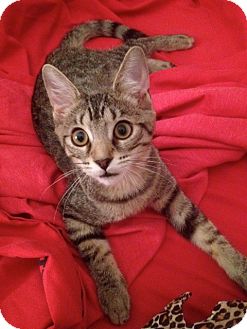 Domestic Shorthair Kitten for Sale in Raritan, New Jersey - Frisky Domestic Shorthair Kitten for Sale in Raritan, New Jersey - Frisky