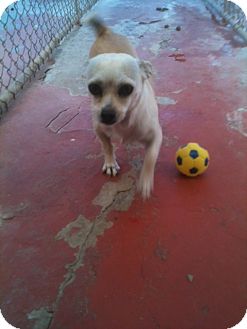 Chihuahua Mix Dog for Sale in NA, Oklahoma - Lacey Chihuahua Mix Dog for Sale in NA, Oklahoma - Lacey