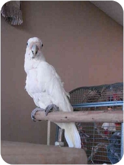 Cockatoo for Sale in Redlands, California - Tofu Cockatoo for Sale in Redlands, California - Tofu