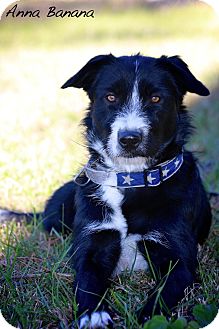 Border Collie/Terrier (Unknown Type, Medium) Mix Dog for Sale in Wilmington, Delaware - Anna Banana Border Collie/Terrier (Unknown Type, Medium) Mix Dog for Sale in Wilmington, Delaware - Anna Banana