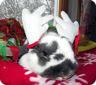 Lop-Eared Mix for Sale in North Gower, Ontario - Tommy Lop-Eared Mix for Sale in North Gower, Ontario - Tommy