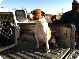 Boxer Mix Dog for Sale in Childress, Texas - Hank Boxer Mix Dog for Sale in Childress, Texas - Hank
