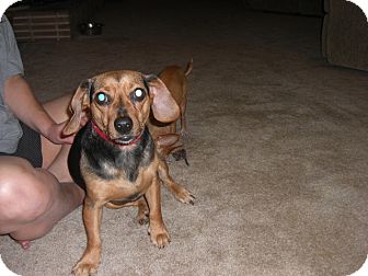 Beagle/Dachshund Mix Dog for Sale in Puyallup, Washington - Jazzie Beagle/Dachshund Mix Dog for Sale in Puyallup, Washington - Jazzie