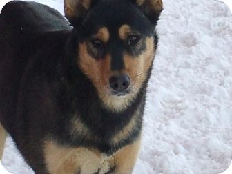 Husky/Shepherd (Unknown Type) Mix Dog for Sale in Carey, Ohio - FAITH Husky/Shepherd (Unknown Type) Mix Dog for Sale in Carey, Ohio - FAITH