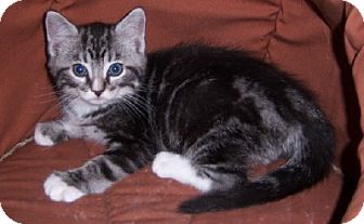 Domestic Shorthair Kitten for Sale in Murrysville, Pennsylvania - Kingsley Domestic Shorthair Kitten for Sale in Murrysville, Pennsylvania - Kingsley