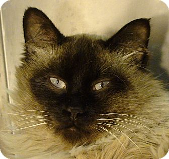Ragdoll Cat for Sale in El Cajon, California - Henry Ragdoll Cat for Sale in El Cajon, California - Henry