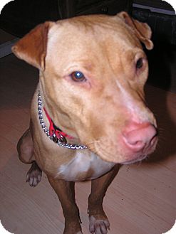 American Pit Bull Terrier/Shar Pei Mix Dog for Sale in fayetteville, Georgia - Pippa American Pit Bull Terrier/Shar Pei Mix Dog for Sale in fayetteville, Georgia - Pippa
