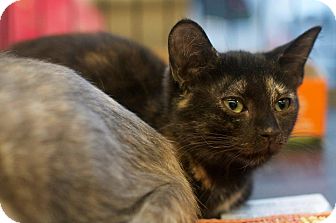 Domestic Shorthair Kitten for Sale in New York, New York - Jenny Domestic Shorthair Kitten for Sale in New York, New York - Jenny