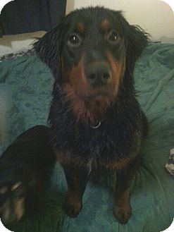 Gordon Setter/Spaniel (Unknown Type) Mix Puppy for Sale in Beckley, West Virginia - Adele Gordon Setter/Spaniel (Unknown Type) Mix Puppy for Sale in Beckley, West Virginia - Adele