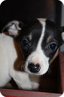 Chihuahua Mix Puppy for Sale in Hamburg, Pennsylvania - Smudge McGruff Chihuahua Mix Puppy for Sale in Hamburg, Pennsylvania - Smudge McGruff