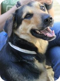 German Shepherd Dog Mix Dog for Sale in Ft. Lauderdale, Florida - Kendall German Shepherd Dog Mix Dog for Sale in Ft. Lauderdale, Florida - Kendall