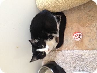 Domestic Shorthair Kitten for Sale in Aiken, South Carolina - Molly Domestic Shorthair Kitten for Sale in Aiken, South Carolina - Molly