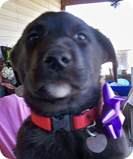 Labrador Retriever Mix Puppy for Sale in Manchester, Connecticut - cooper in manchester ct Labrador Retriever Mix Puppy for Sale in Manchester, Connecticut - cooper in manchester ct