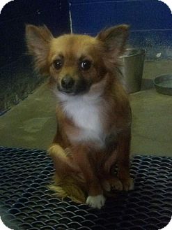 Pomeranian/Chihuahua Mix Dog for Sale in Windham, New Hampshire - Bree Pomeranian/Chihuahua Mix Dog for Sale in Windham, New Hampshire - Bree