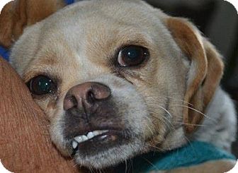 Chihuahua/Terrier (Unknown Type, Small) Mix Puppy for Sale in San Diego, California - Chatito Chihuahua/Terrier (Unknown Type, Small) Mix Puppy for Sale in San Diego, California - Chatito