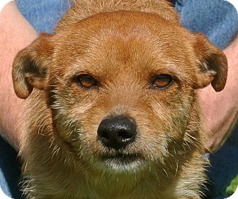 Terrier (Unknown Type, Small) Mix Dog for Sale in white settlment, Texas - Bean Terrier (Unknown Type, Small) Mix Dog for Sale in white settlment, Texas - Bean