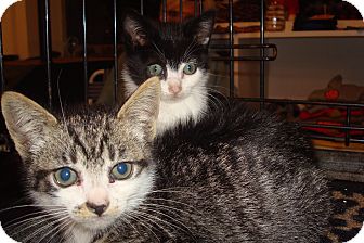 Domestic Shorthair Kitten for Sale in Brooklyn, New York - Marbles Domestic Shorthair Kitten for Sale in Brooklyn, New York - Marbles
