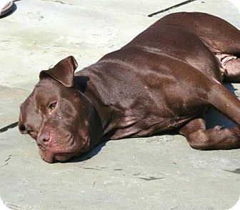 Labrador Retriever/American Bulldog Mix Dog for Sale in New York, New York - Sue Labrador Retriever/American Bulldog Mix Dog for Sale in New York, New York - Sue
