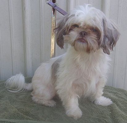 Mountain View Mo Shih Tzu Meet Jasmine A Pet For Adoption