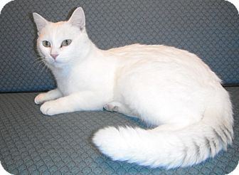 Domestic Shorthair Cat for Sale in Jackson, Michigan - Frost Domestic Shorthair Cat for Sale in Jackson, Michigan - Frost