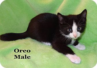 Domestic Shorthair Kitten for Sale in Bentonville, Arkansas - Oreo Domestic Shorthair Kitten for Sale in Bentonville, Arkansas - Oreo