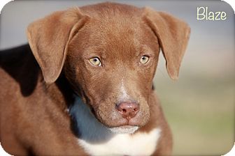 Labrador Retriever/Weimaraner Mix Puppy for Sale in Wilmington, Delaware - Blaze Labrador Retriever/Weimaraner Mix Puppy for Sale in Wilmington, Delaware - Blaze