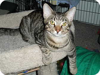 Domestic Shorthair Kitten for Sale in Milwaukee, Wisconsin - Gomer Domestic Shorthair Kitten for Sale in Milwaukee, Wisconsin - Gomer