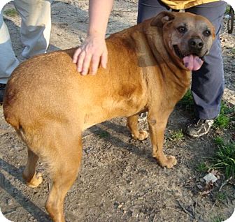Boxer/Rottweiler Mix Dog for Sale in Brattleboro, Vermont - Louise Fee is $200 Boxer/Rottweiler Mix Dog for Sale in Brattleboro, Vermont - Louise Fee is $200
