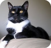 Domestic Mediumhair Cat for Sale in Alexandria, Virginia - Peeps Domestic Mediumhair Cat for Sale in Alexandria, Virginia - Peeps