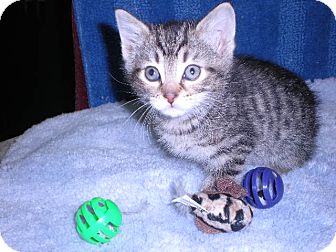 Domestic Shorthair Kitten for Sale in New Castle, Pennsylvania - Domestic Shorthair Kitten for Sale in New Castle, Pennsylvania -