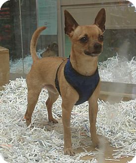 Chihuahua Mix Dog for Sale in Mt. Prospect, Illinois - Momo Chihuahua Mix Dog for Sale in Mt. Prospect, Illinois - Momo