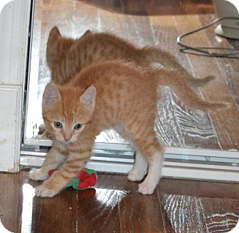 Domestic Shorthair Kitten for Sale in Oceanside, New York - Prince Domestic Shorthair Kitten for Sale in Oceanside, New York - Prince