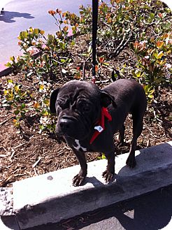 Shar Pei/Pug Mix Dog for Sale in Mira Loma, California - Maya Shar Pei/Pug Mix Dog for Sale in Mira Loma, California - Maya