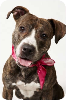 American Pit Bull Terrier Dog for Sale in New York, New York - Gigi American Pit Bull Terrier Dog for Sale in New York, New York - Gigi