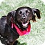 Photo 2 - Papillon/Spaniel (Unknown Type) Mix Dog for adoption in West Hollywood, California - Ebony - looking for a COMPASSIONATE home! videos Photo 2 - Papillon/Spaniel (Unknown Type) Mix Dog for adoption in West Hollywood, California - Ebony - looking for a COMPASSIONATE home! videos