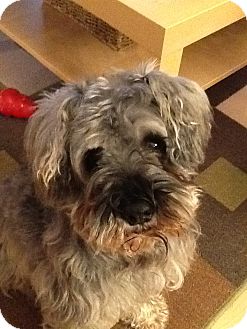 Schnauzer (Miniature) Dog for Sale in Douglas, Ontario - MeLou Schnauzer (Miniature) Dog for Sale in Douglas, Ontario - MeLou