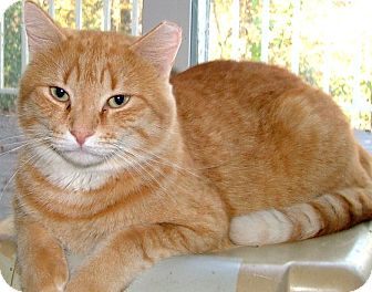 Domestic Shorthair Cat for Sale in Chattanooga, Tennessee - Cooter Domestic Shorthair Cat for Sale in Chattanooga, Tennessee - Cooter