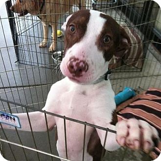 Terrier (Unknown Type, Medium)/Pointer Mix Dog for Sale in Lincolnton, North Carolina - Kato Terrier (Unknown Type, Medium)/Pointer Mix Dog for Sale in Lincolnton, North Carolina - Kato