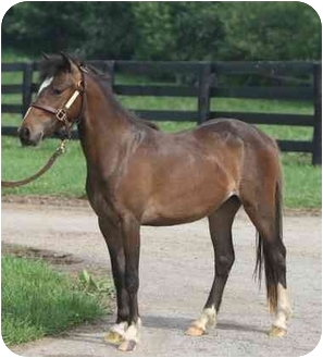 Gaited/Pony - Shetland Mix for Sale in Nicholasville, Kentucky - Stella Gaited/Pony - Shetland Mix for Sale in Nicholasville, Kentucky - Stella