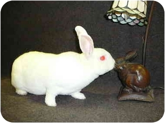 Mini Rex Mix for Sale in Newport, Delaware - Alec Mini Rex Mix for Sale in Newport, Delaware - Alec
