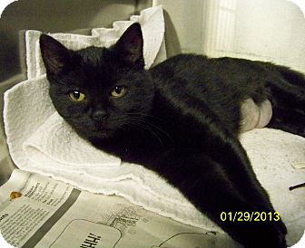 Domestic Shorthair Cat for Sale in Dover, Ohio - Boo Domestic Shorthair Cat for Sale in Dover, Ohio - Boo