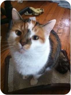 Calico Cat for Sale in Pittstown, New Jersey - Rusty Calico Cat for Sale in Pittstown, New Jersey - Rusty