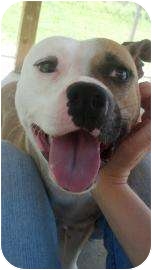 American Staffordshire Terrier Mix Dog for Sale in Columbus, Georgia - Twyla American Staffordshire Terrier Mix Dog for Sale in Columbus, Georgia - Twyla