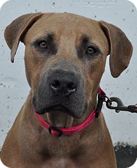 Black Mouth Cur/American Staffordshire Terrier Mix Dog for Sale in Tucker, Georgia - Roxanne Black Mouth Cur/American Staffordshire Terrier Mix Dog for Sale in Tucker, Georgia - Roxanne