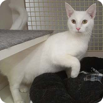 Domestic Shorthair Cat for Sale in Merrifield, Virginia - Jinx Domestic Shorthair Cat for Sale in Merrifield, Virginia - Jinx