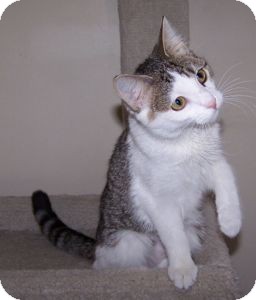 Domestic Shorthair Cat for Sale in Colorado Springs, Colorado - K-Hart11-Allison Domestic Shorthair Cat for Sale in Colorado Springs, Colorado - K-Hart11-Allison