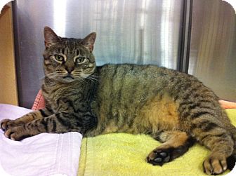 Domestic Shorthair Cat for Sale in Warminster, Pennsylvania - Purry Domestic Shorthair Cat for Sale in Warminster, Pennsylvania - Purry