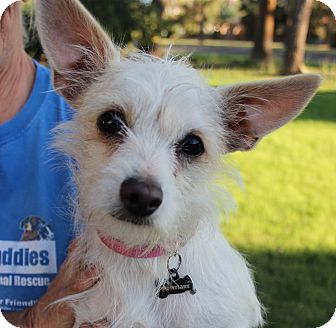 Terrier (Unknown Type, Small) Mix Dog for Sale in Chandler, Arizona - Snowflake Terrier (Unknown Type, Small) Mix Dog for Sale in Chandler, Arizona - Snowflake