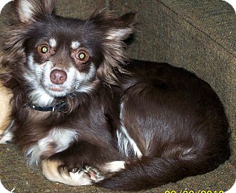 Chihuahua/Pomeranian Mix Dog for Sale in Niagra Falls, New York - Carmello Chihuahua/Pomeranian Mix Dog for Sale in Niagra Falls, New York - Carmello